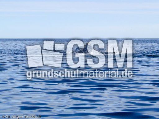 Buckelwal (6 von 57).jpg